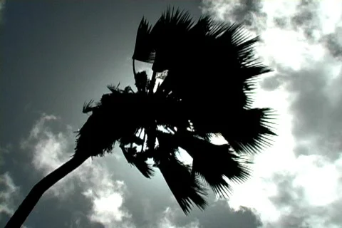 Palm Tree Sun Flare 2 스톡 동영상 136814