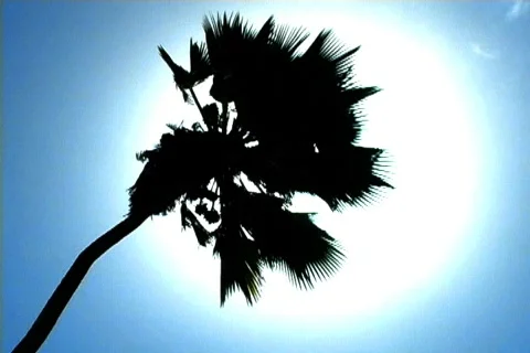 Palm Tree Sun Flare 3 Video stock 136811