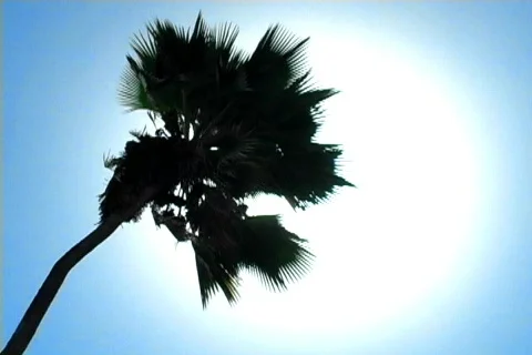 Palm Tree Sun Flare 4 Video stock 136819