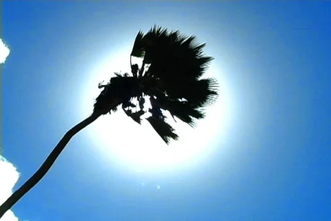Palm Tree Sun Flare 5 Video stock 136810