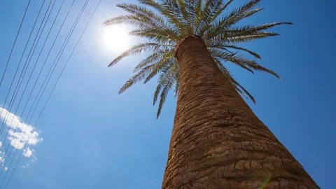 Palm Tree Sun Flare and Power Cable Lines Stock Footage 79537404