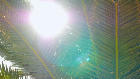 Palm tree with sun flare 스톡 동영상 107603265