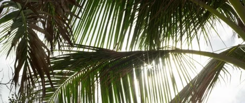 Palm Tree Sun Flare Stock Footage 136694678