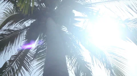 Palm Tree with Sun Flares Stock Footage 46625570