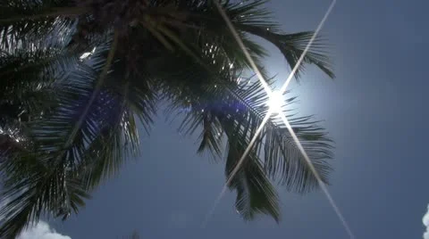 Palm Tree Sun Stock Footage 10922307