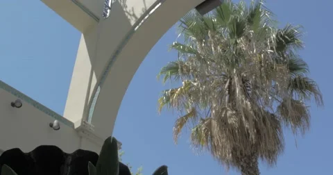 Palm Tree in the sun Stock Footage 40734897