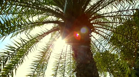 Palm tree in the sun Stock Footage 45274435
