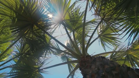 Palm tree with sun   Video stock 78660517