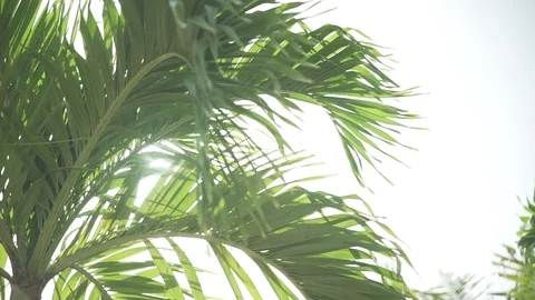 Palm tree in the sun Stock Footage 80222528