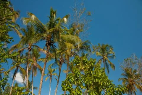 Palm tree in the sun Stock Photos