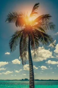 Palm tree in the sun. Stock Photos