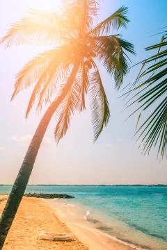 Palm tree in the sun. Foto stock