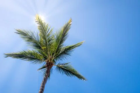 Palm tree with sun rays blue sky background and copyspace Stock Photos
