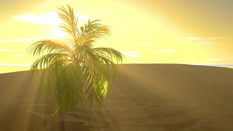 Palm Tree In Sun Rays Video stock 249060028