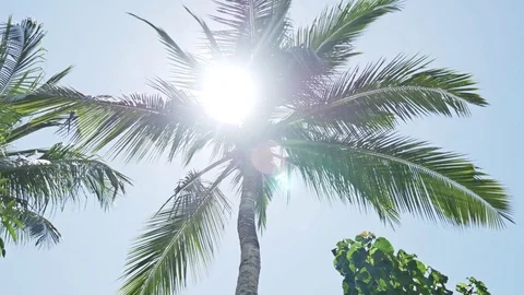 Palm Tree Sun Rays Tropic 4k Stock Footage 70588446