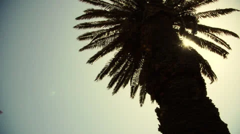 Palm Tree with sun shining through Stock Footage 24254586