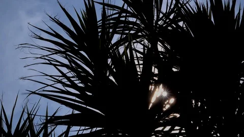 Palm tree with sun shining through background abstract UK 4K Stock Footage 106532574