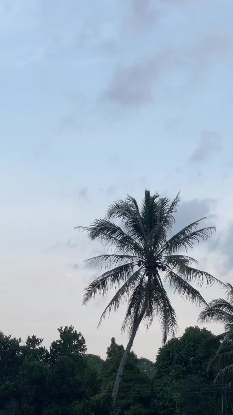 Palm tree sun sky nature	 Video stock 285613429