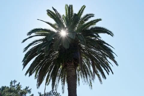 Palm tree with sunbeams shining through the leaves on blue sky background Stock Photos
