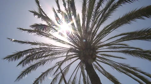 Palm Tree Sunburst 3 库存影片 51535886