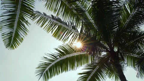 Palm tree with sunlight background Stock Footage 148003177