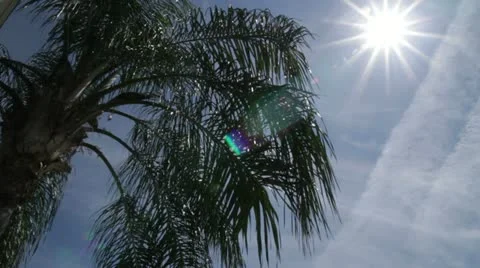 Palm tree in sunlight Stock-Footage 12254051