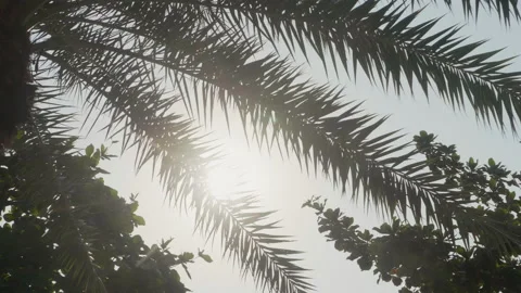 Palm tree with sunlight Vídeo Stock 157671906