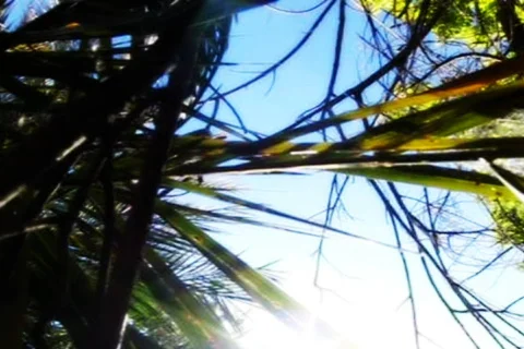 Palm Tree & Sunlight Steadycam Stock Footage