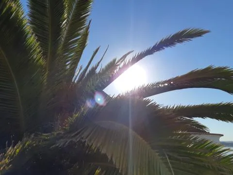 Palm Tree in Sunny Blue Skies Stock Photos