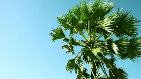 Palm tree in sunny day against the blue sky, slomoution footage Stock Footage 337044141