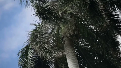 Palm tree at sunny day Stock Footage 73019586