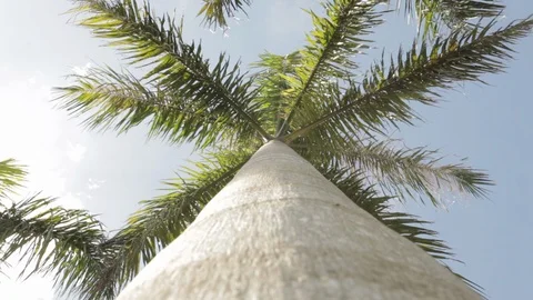 Palm Tree On A Sunny Day Stock Footage 102128930
