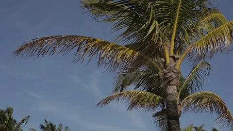 Palm Tree On A Sunny Day Stock Footage 102129054