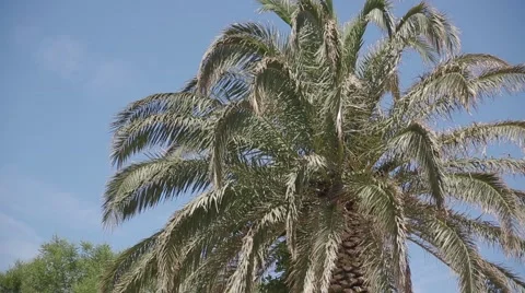 Palm tree at sunny day at summer holiday Stock Footage 54110221