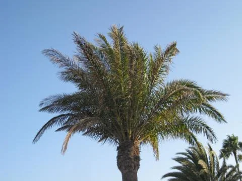 Palm tree on a sunny evening Stock Photos