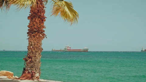 A palm tree on a sunny shore with a view of heavy merchant tankers Stock Footage 346704714