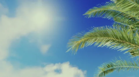 Palm tree on sunny sky Stock Footage 40401559