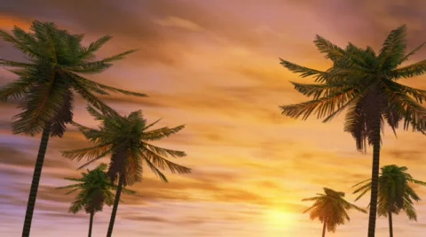 Palm-tree at sunrise Stock Footage 419862