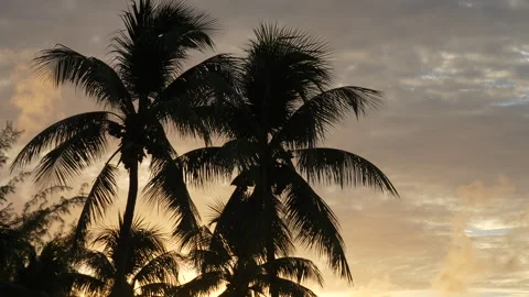 Palm tree at sunrise Stock Footage 343034549