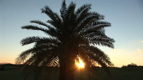 Palm Tree Sunrise Silhouette Stock Footage 33129059