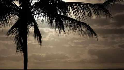 Palm Tree Sunset 1465 스톡 동영상 8106094