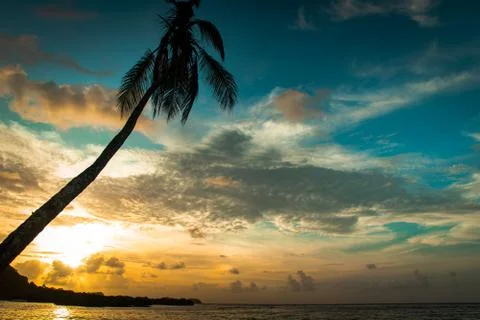 Palm tree sunset-5825 Stock Photos