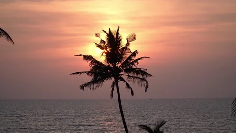 Palm tree on a sunset background, sea, sky, evening, beautiful background. Vidéo 126155335