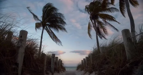 Palm Tree At Sunset On Beach 動画素材 158810774