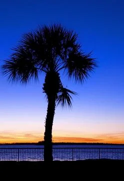 Palm Tree at Sunset in Florida Stock Photos
