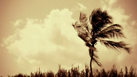 Palm Tree  Sunset Stock Footage 495437