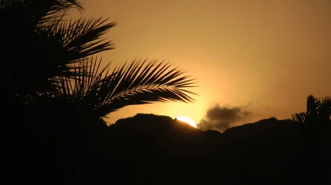 Palm tree at sunset Stock Footage 1101754