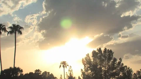 Palm Tree Sunset 스톡 동영상 8831610