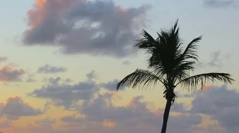 Palm tree in sunset Video stock 8920138