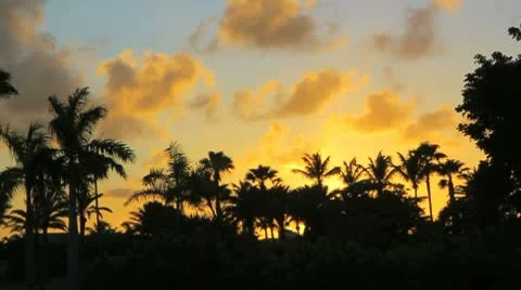 Palm tree in sunset Stock Footage 8920338